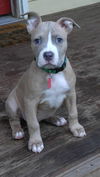 Hazel, A Weimaraner- English Bully puppy