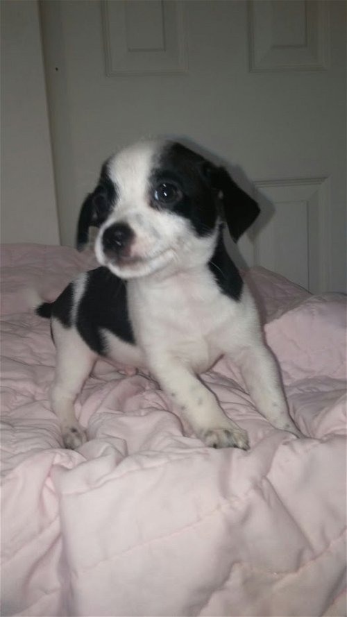 Taz, a 10 week old puppy