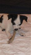 Taz, a 10 week old puppy