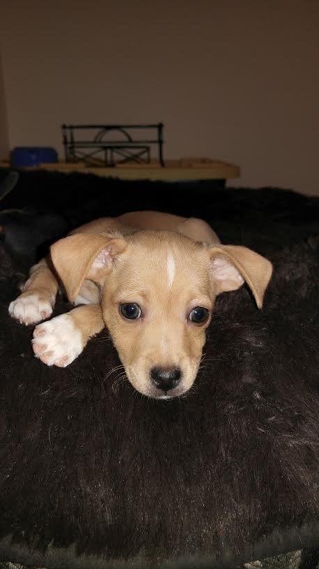 Fiona, a Dachshund-It. Greyhound puppy
