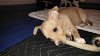 Fiona, a Dachshund-It. Greyhound puppy