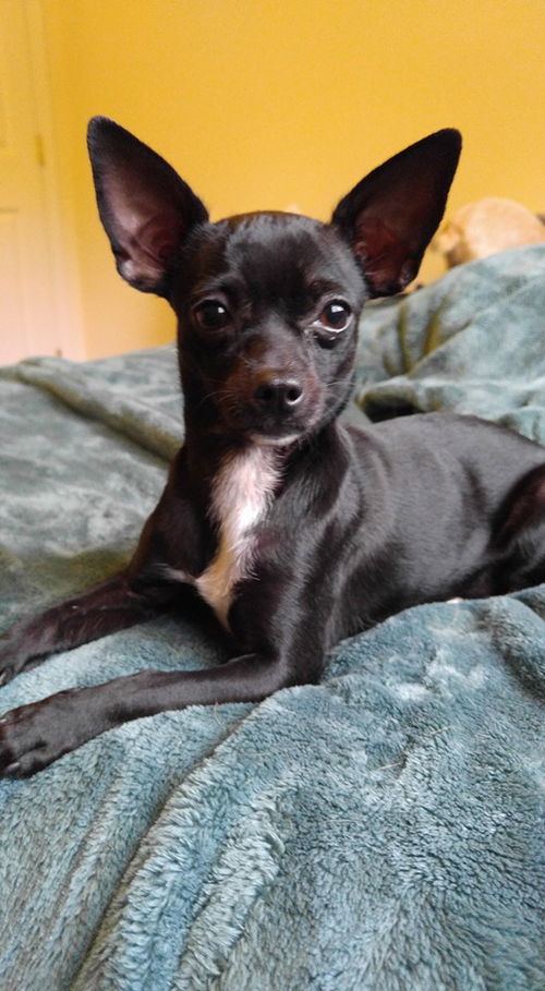 Pepita, a chihuahua puppy