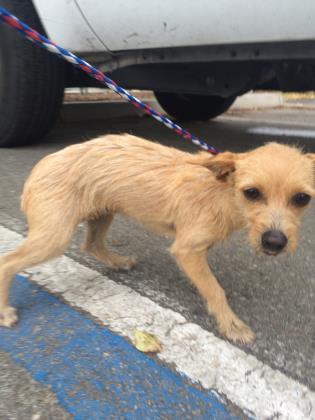 Amber, A Yorkie mix puppy