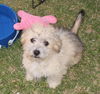 Tink a female puppy