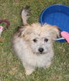 Tink a female puppy