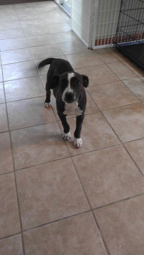 Carli A lab-border collie mix puppy