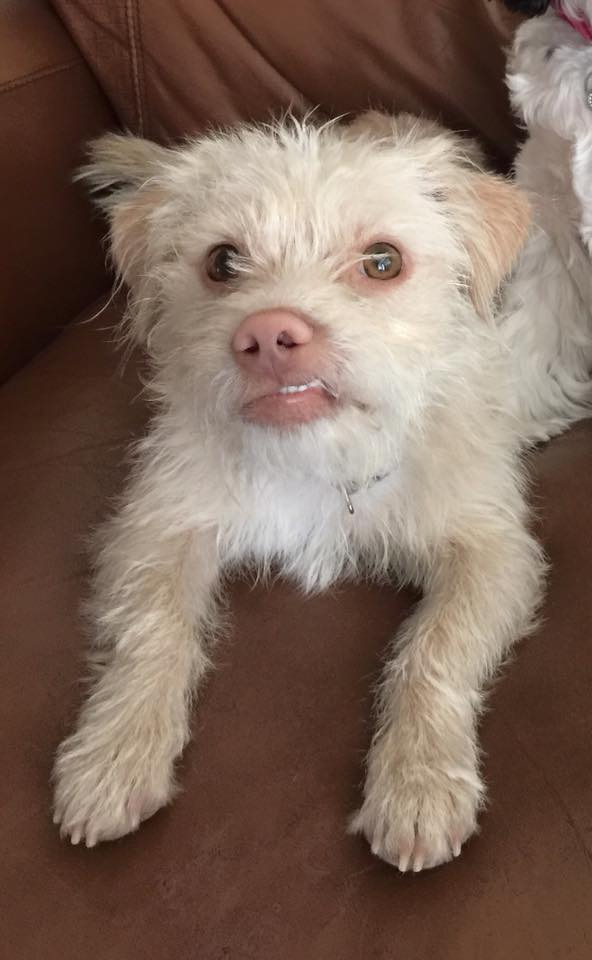 Westie terrier poodle store mix