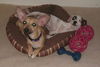 Shae,  A Terrier mix puppy