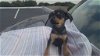 Cam, a Dachshund puppy 3 months
