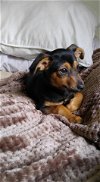 Cam, a Dachshund puppy 3 months