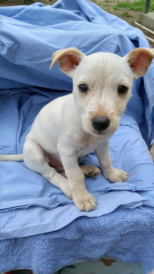 Freddo a Terrier mix puppy