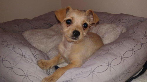 Lily,  a terrier mix puppy