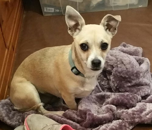 Millie, A corgi mix puppy