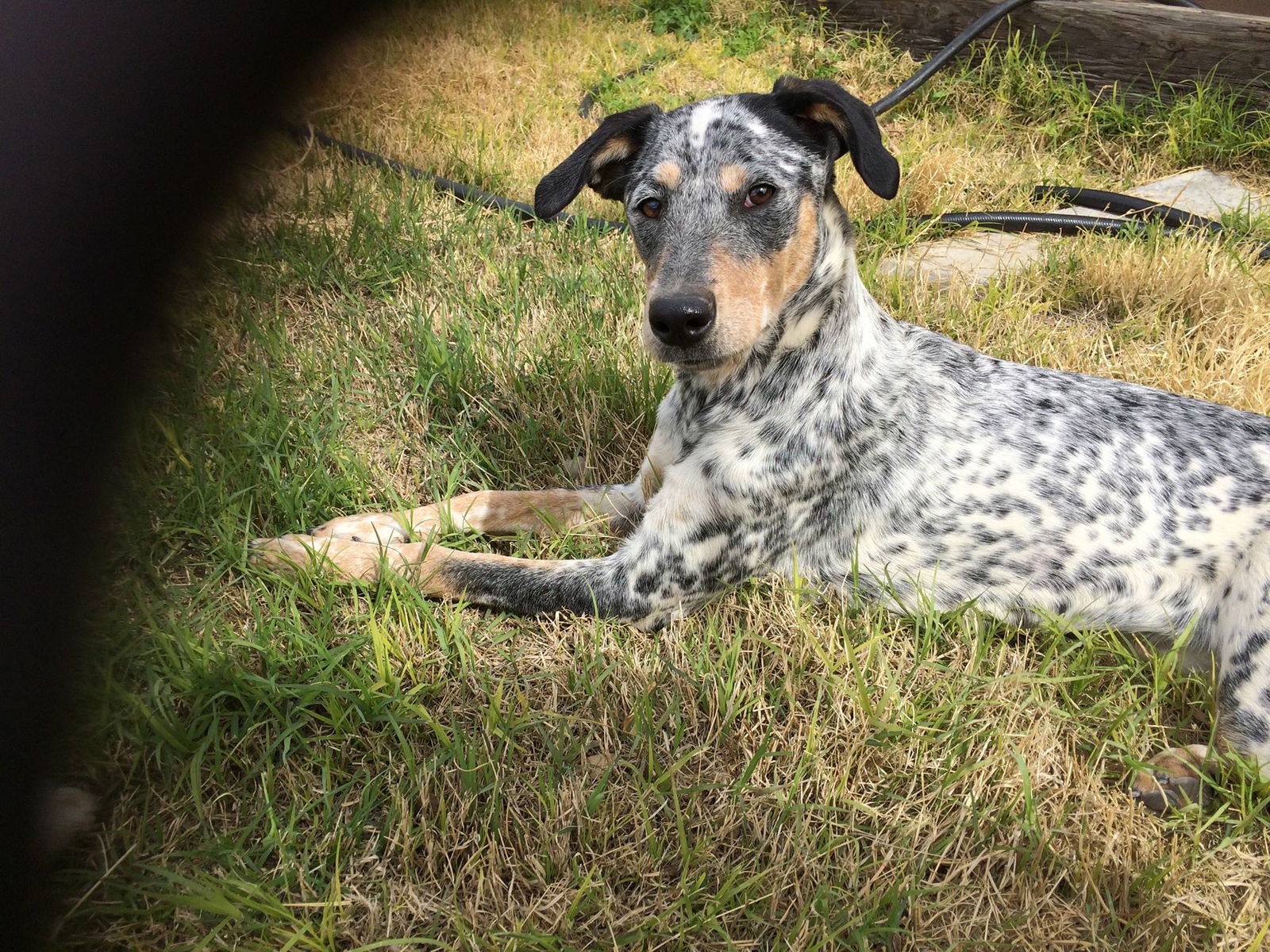 Heeler hot sale greyhound mix