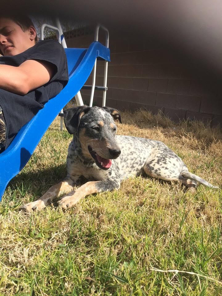 Heeler store greyhound mix