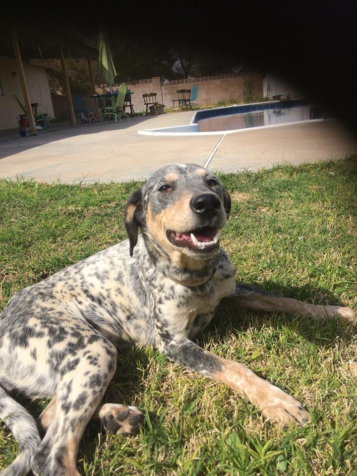 Greyhound cattle sale dog mix