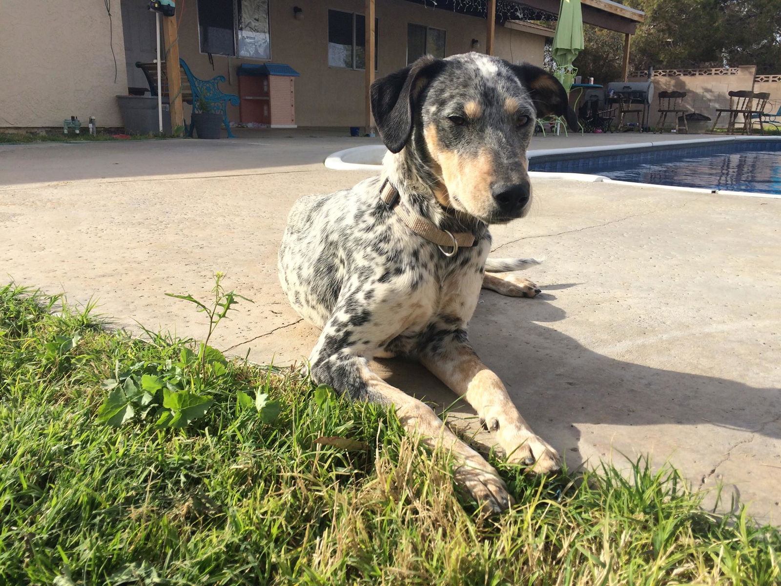 Australian cattle store dog greyhound mix