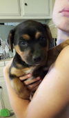 Scooby, a 10 week old shepard-Rottie-Chow puppy