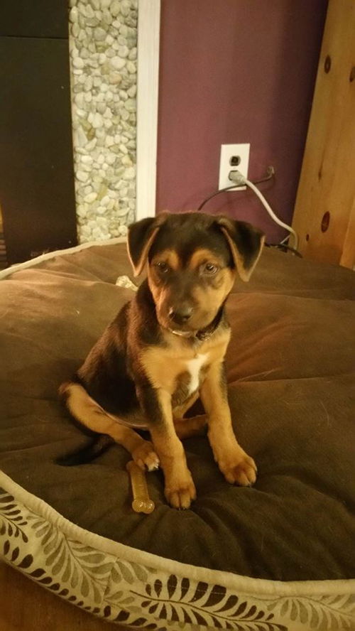 Scooby, a 10 week old shepard-Rottie-Chow puppy