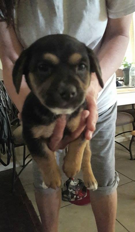 Rottweiler chow outlet puppies