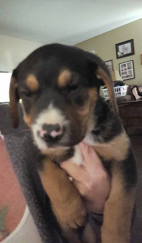 Charlie Brown, a Rottwieler-chow mix puppy