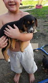 Charlie Brown, a Rottwieler-chow mix puppy