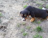 Charlie Brown, a Rottwieler-chow mix puppy