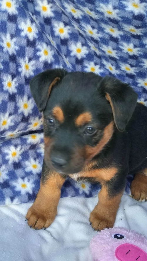 Autumn a 10 week old Rottie-chow-shep