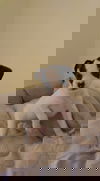 Shylo