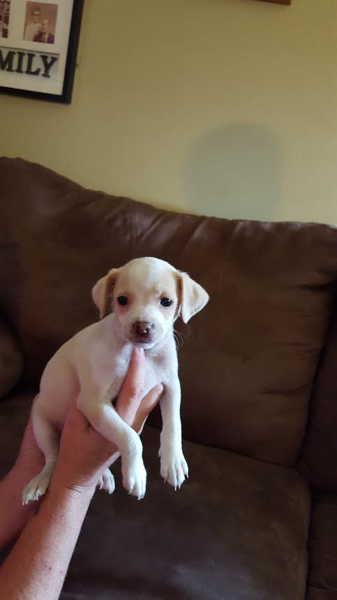 Manny white an 8 week old Maltese terrier puppy