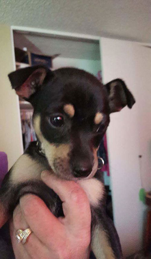 Freddie, Toy Manchester Terrier Puppy