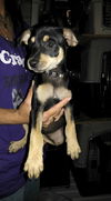 Freddie, Toy Manchester Terrier Puppy