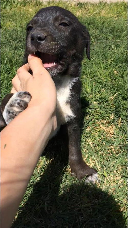 Leo a husky mix puppy