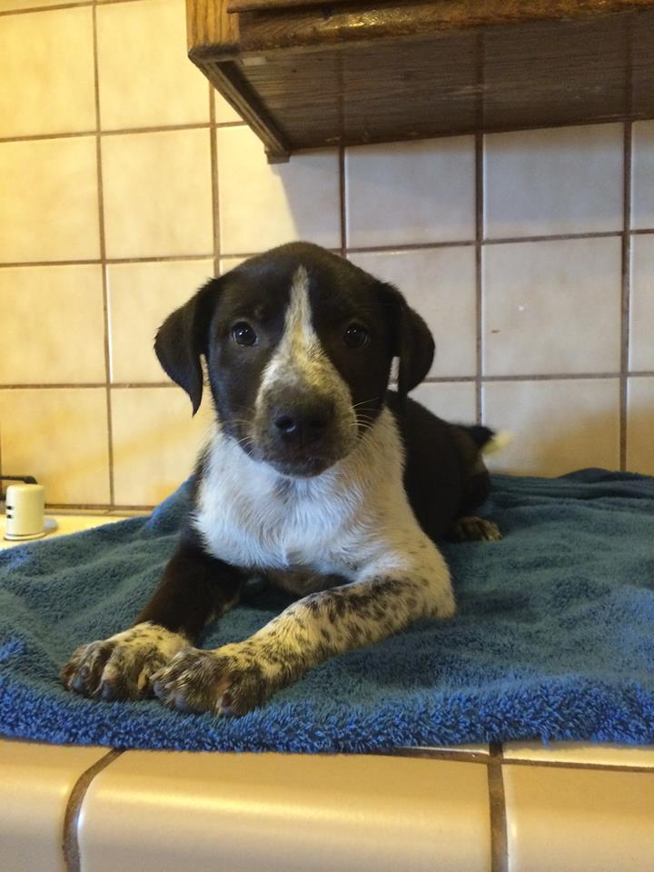 Husky heeler sales mix puppies