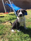 Jasmine, a 10 week old Heeler-husky puppy