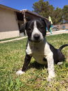 Jasmine, a 10 week old Heeler-husky puppy