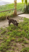 Tasha, a young Dachshund mix