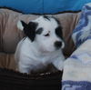 Kirby a 9 week old Border Terrier mix puppy