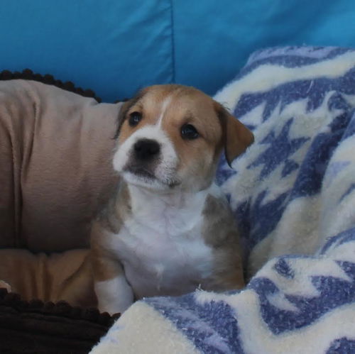 Tiny Tim, a 10 week old mix puppy