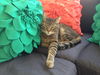 Simba