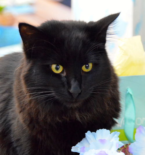 Sweet Pea