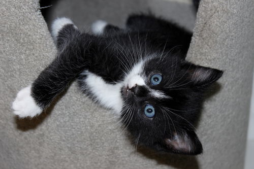 Linus