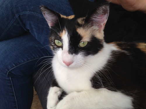 Kittochi