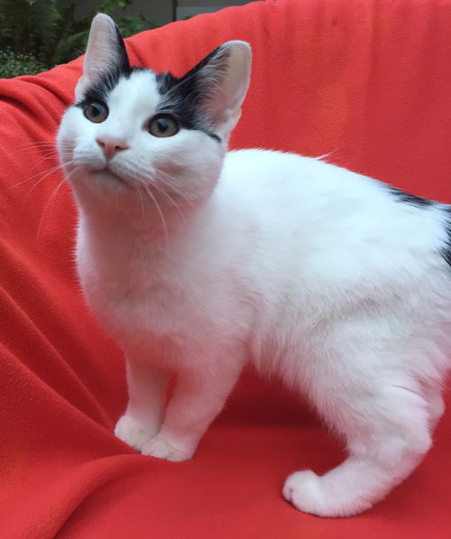 Mini Moo