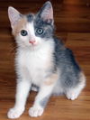 Molly