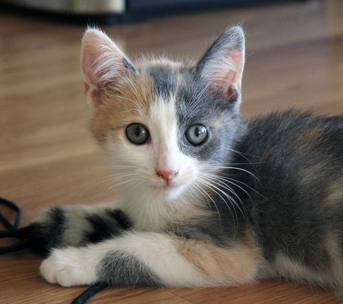 Molly