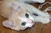 Rosie