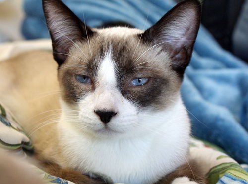 Simon