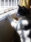 Ripley