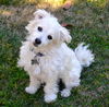 Monty
